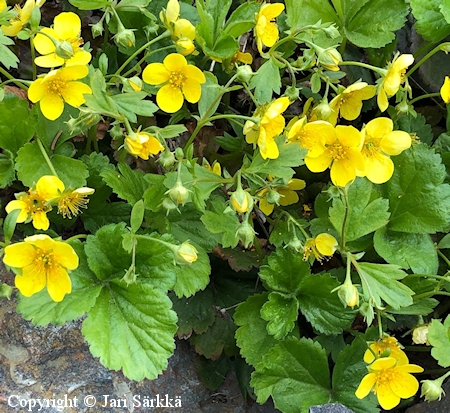  Waldsteinia ternata, rnsyansikka 